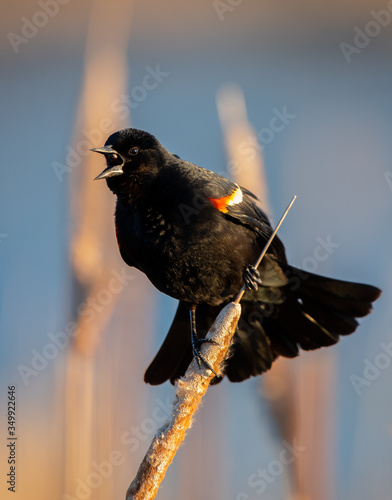Red winged blackbird in a marsh in early spring photo