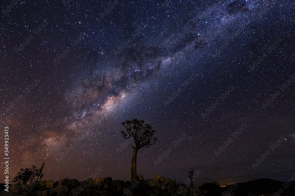 quiver tree under mikyway, nightscape , in the Karoo, south africa quiver tree under mikyway, nightscape , in the Karoo, south africa
