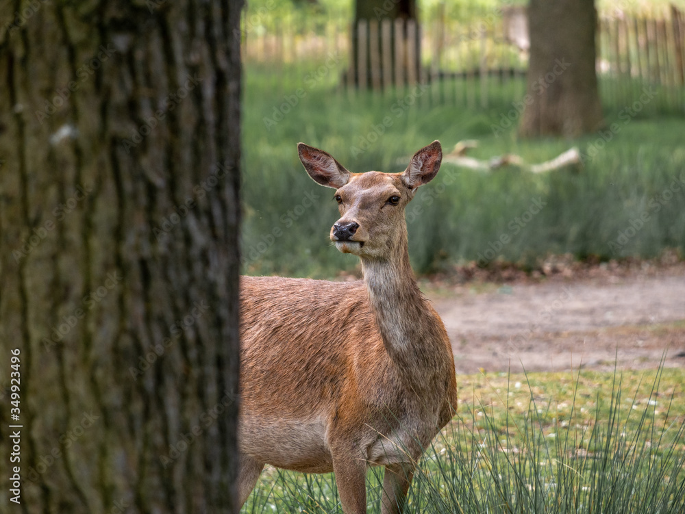 Portrait of a brown deer outdoor in a park in London