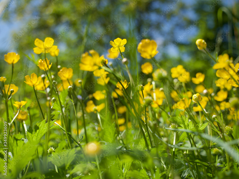 Fototapeta premium buttercups field, Butterblumenfeld