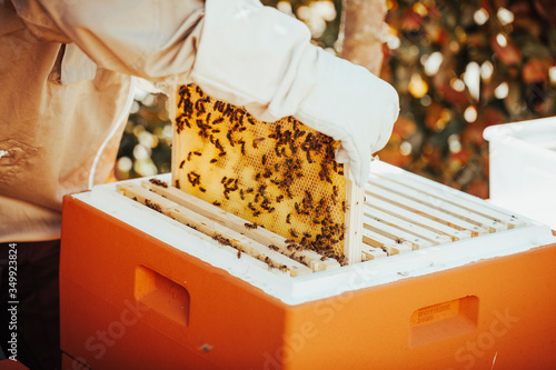 A beekeper in protective clothing is taking out a honeycomb from the bee hive for inspection.