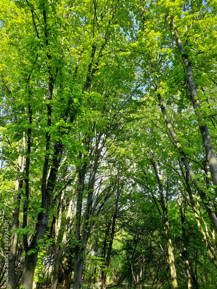 Green forest - green young trees in the forest. Green forest - green young trees in the forest.