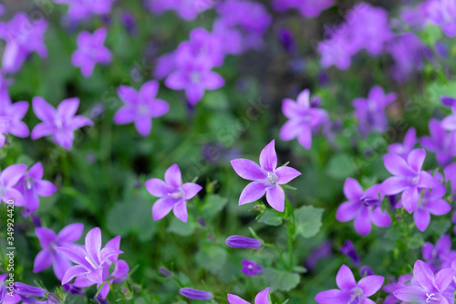 Closeup of violet flowers Campanula. planting and care. floral background. horizontal image © Mila Naumova