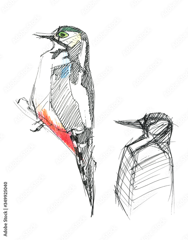 Fototapeta premium Great spotted woodpecker. Sketch colored pencils and pen. Isolated on a white background