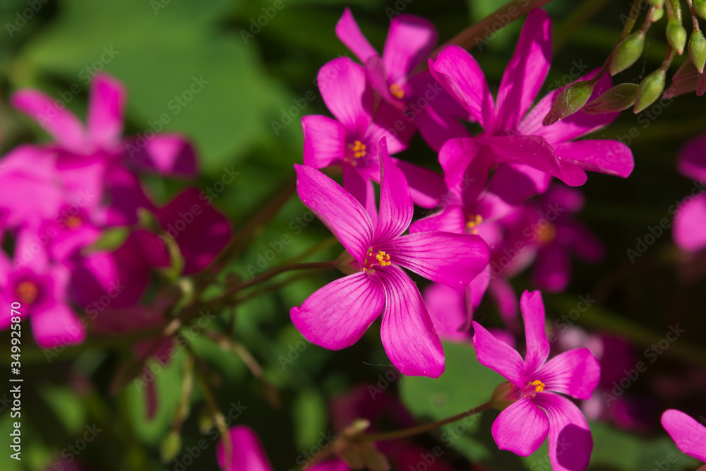 Pink Gillyflowers in a garden Pink Gillyflowers in a garden