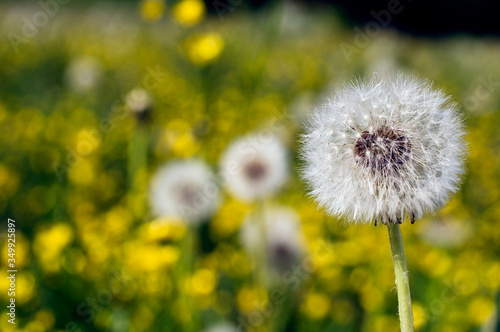 A close-up of a dandelion head in front of a blurred meadow full of dandelions and buttercups lit by bright summer sun.