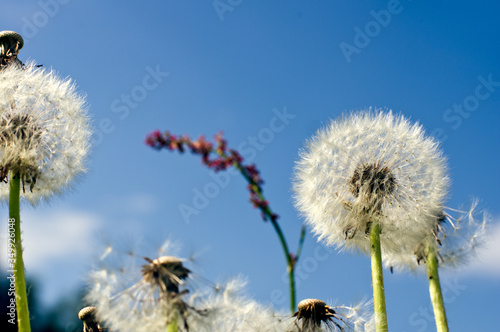 Fototapeta Naklejka Na Ścianę i Meble -  A close-up of dandelions lit by bright summer sun in front of blue sky with clouds