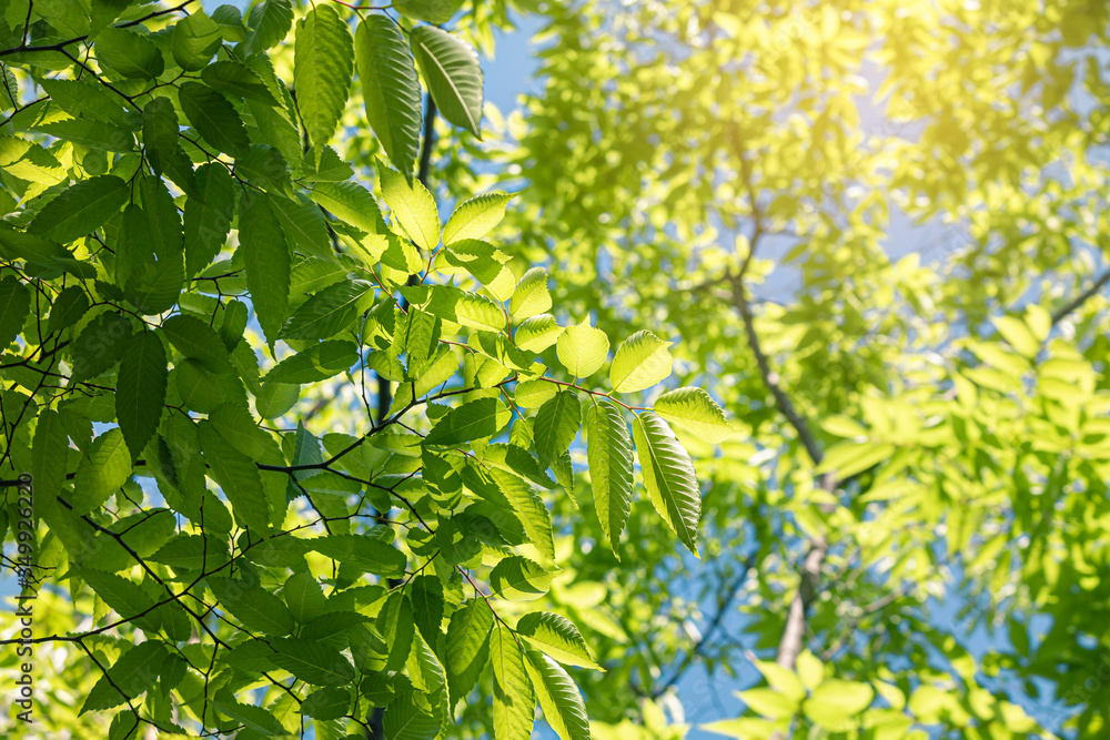 Obraz premium fresh healthy green leaf growing in the spring and summer forest.