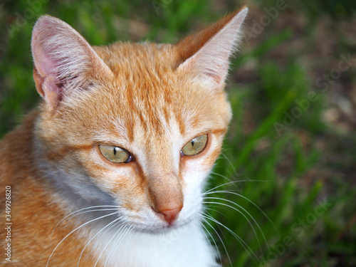 Portrait of a cute orange and white cat