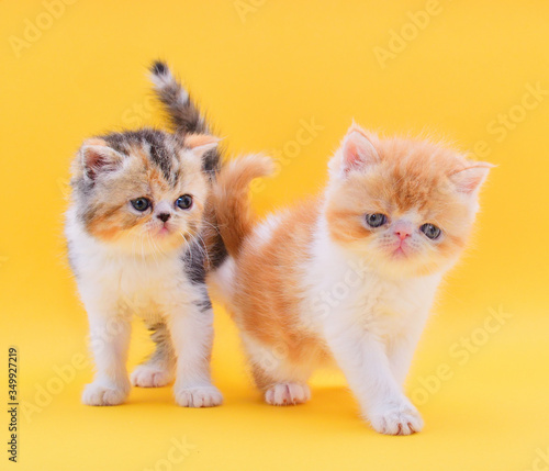 two fluffy persian kittens a yellow background