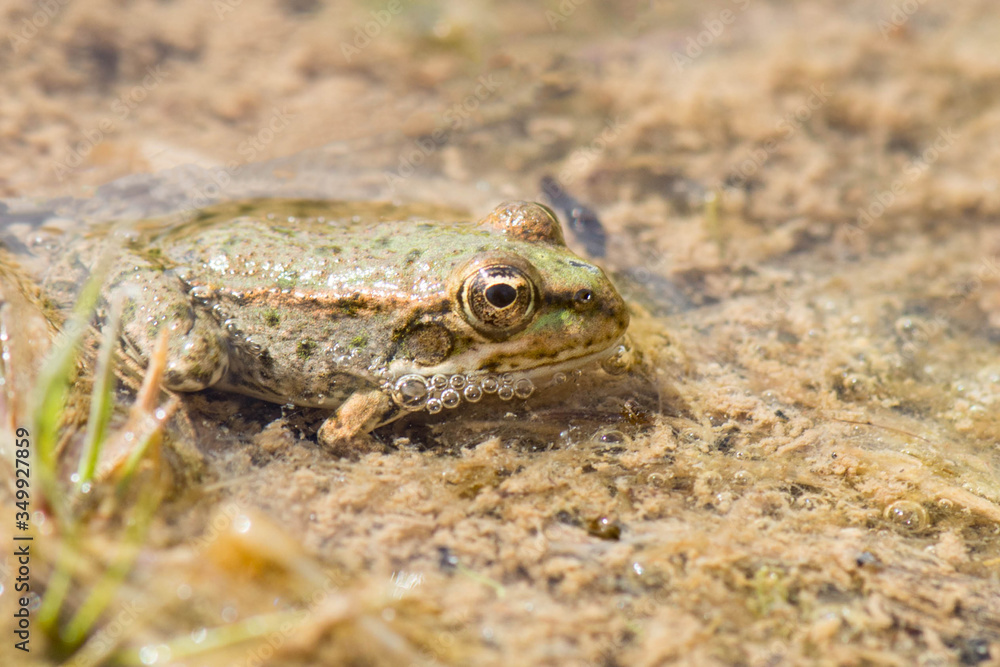 Water frog in Haff Reimich, Luxembourg Water frog in Haff Reimich, Luxembourg