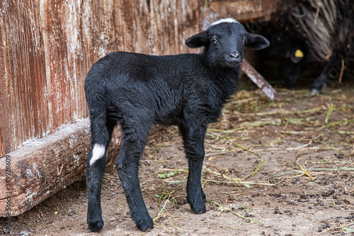 Domestic animal, photo of a black goat kid in a farm 