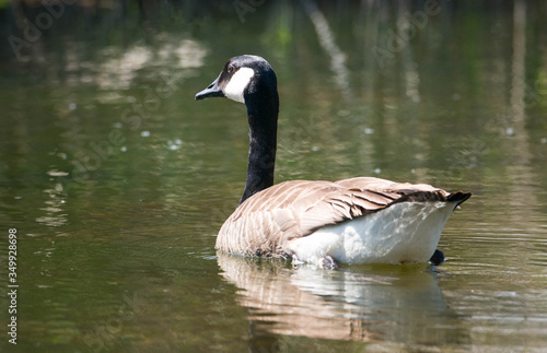 Canadian goose swimming on a pond