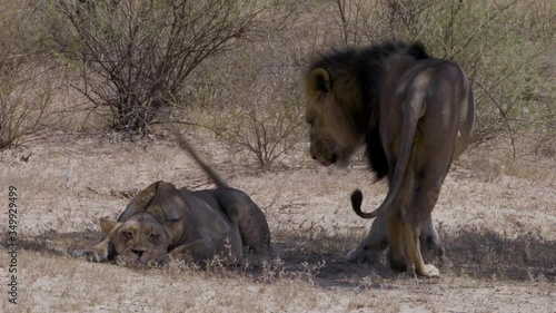 A pair of beautiful African Lions resting under the tree shade after mating - close up