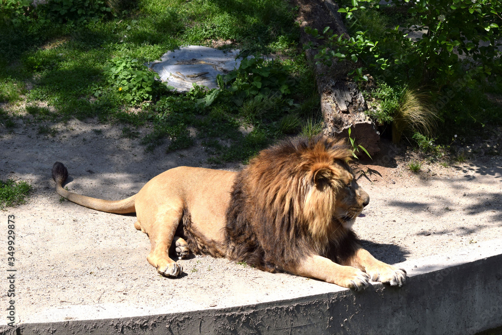 Naklejka premium Löwe