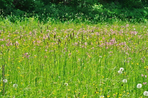 Blühende Wiese am Waldrand