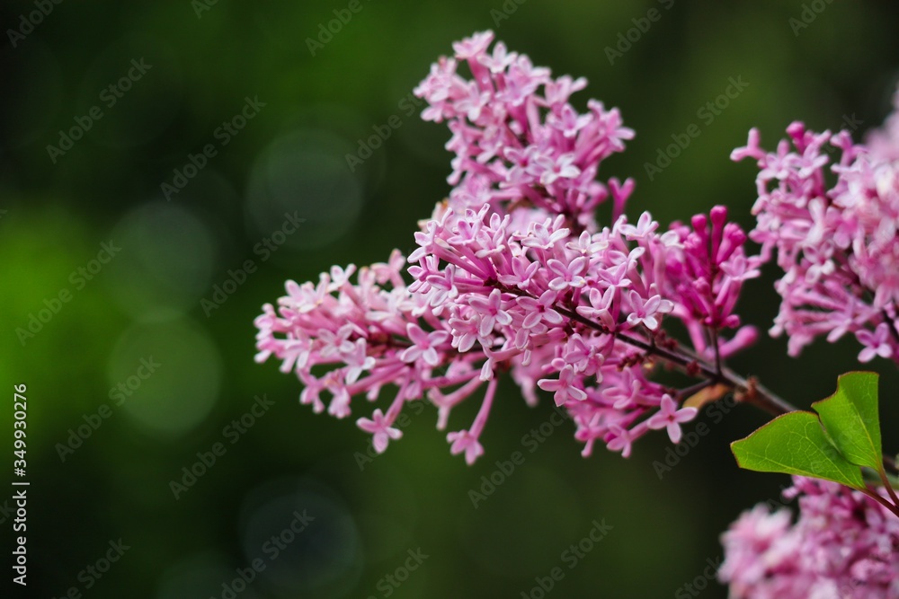 Beautiful lilac flower in the garden in May. Syringa branch during springtime in Czech Republic. 