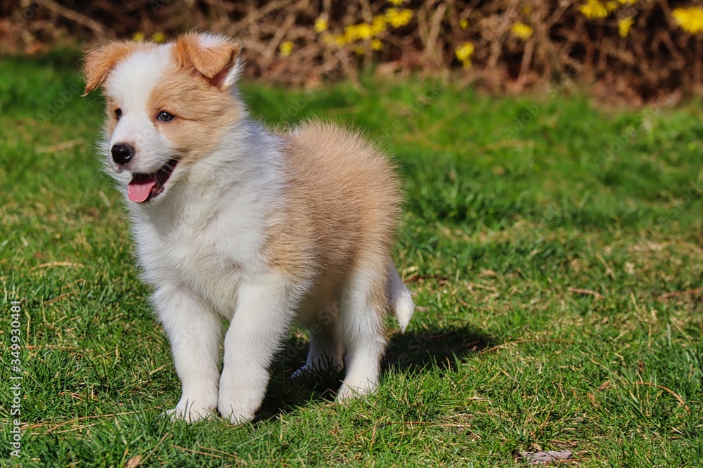Ee red Border Collie puppy standing in the garden and smiling. Happy puppy  enjoying springtime in Czech Republic. Stock Photo | Adobe Stock