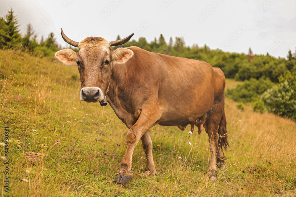 Cow in the Carpathian mountains