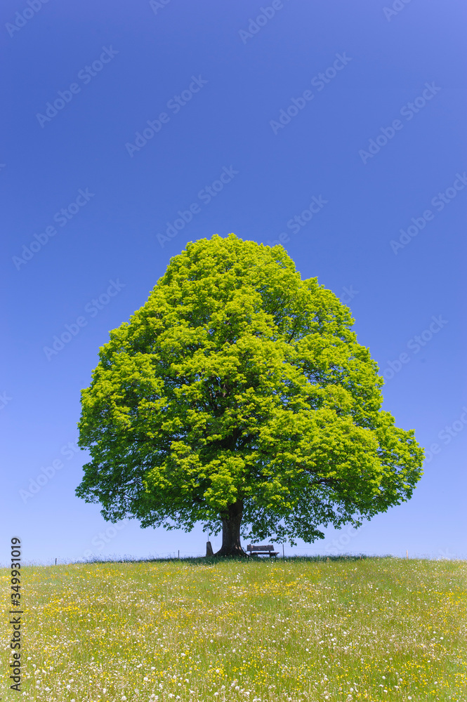 Obraz premium single linden tree in meadow