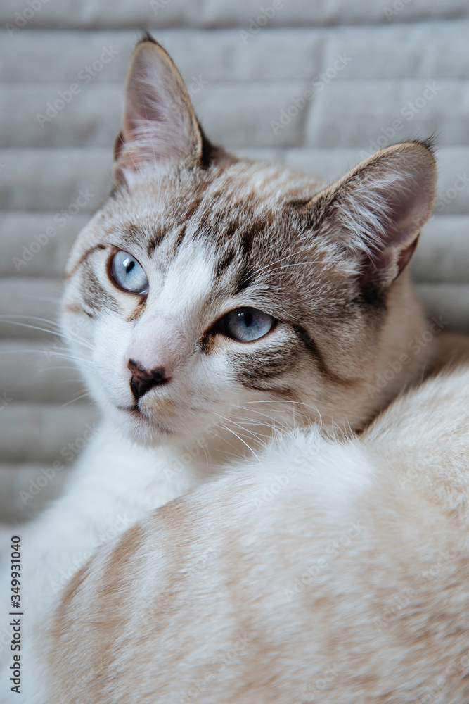 The cat is sitting on a chair.  Portrait of a white cat.  Beautiful cat with blue eyes.