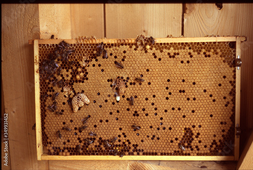 Bee, Brood comb, Queen cell, Replenishment cell, Thuringia, Germany, Europe