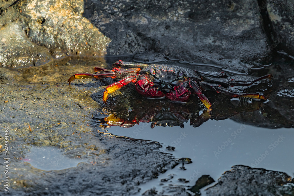Obraz premium Red rock crab - Grapsus adscensionis - crawling on dark lava stones. The crab basks in the sun next to a small sea puddle in which its reflection is visible. Southern ocean shore of Tenerife, Spain