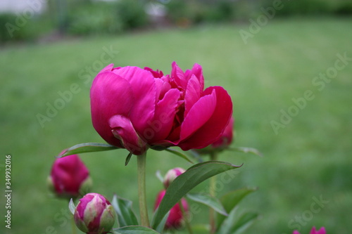 Wallpaper Mural Red Peony 2020 V Torontodigital.ca