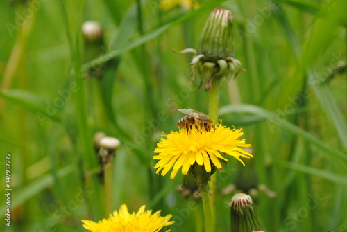 Пчела и одуванчик © Pobel
