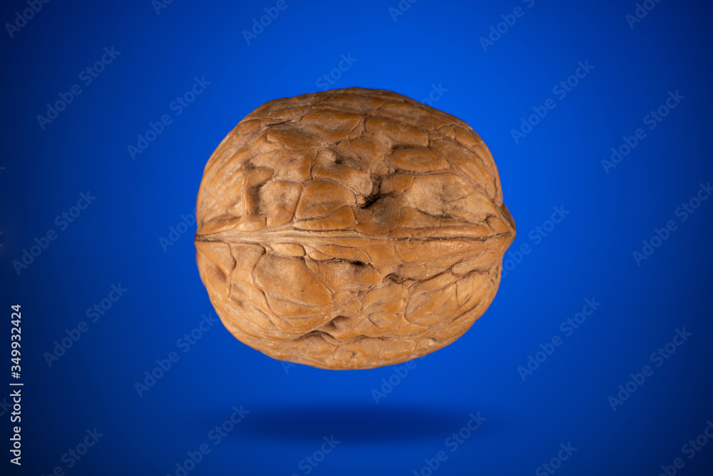 Whole walnut on blue background. Ripe walnut with shell hanging in the air. Studio shoot. Whole walnut on blue background. Ripe walnut with shell hanging in the air. Studio shoot.