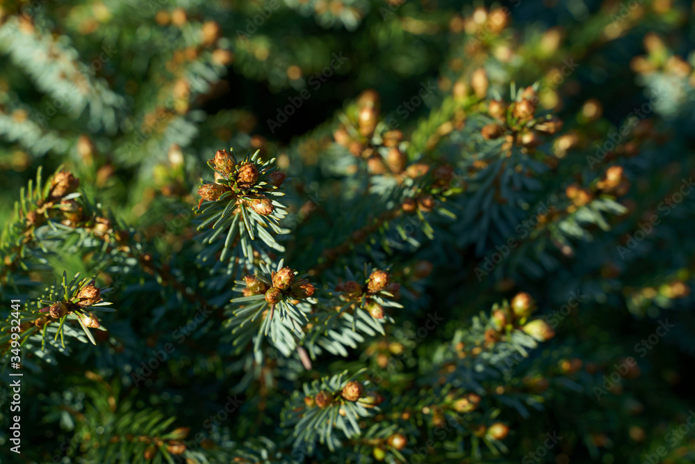 Close up of fir tree or Christmas tree
