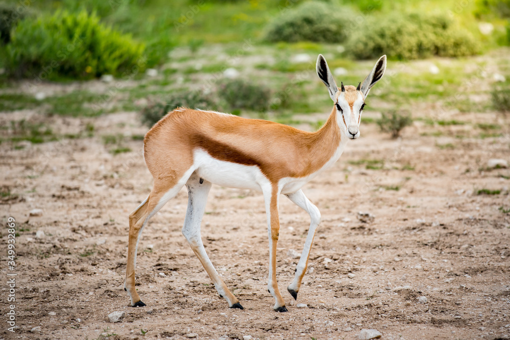 Springbok in bush field of Etosha National park, Namibia. Wildlife animal in Savannah Safari. Springbok in bush field of Etosha National park, Namibia. Wildlife animal in Savannah Safari.