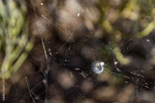 Argiope trifasciata spider hid in the center of its web mountains. Close up, blurred lava rocks in the background. Tenerife, Canary Islands..
