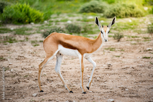 Springbok in bush field of Etosha National park  Namibia. Wildlife animal in Savannah Safari. 