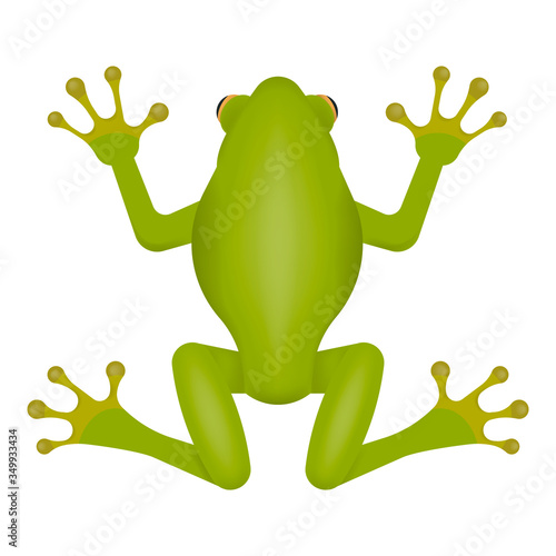 Green frog isolated on white background. Vector illustration.