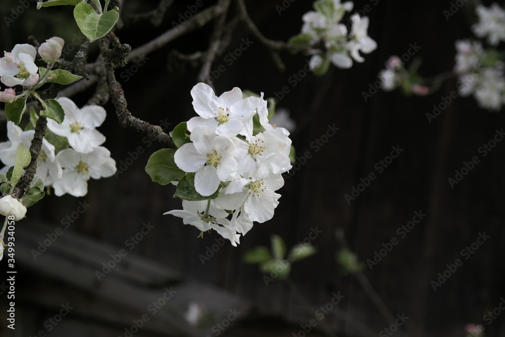 apple tree blossom apple tree blossom