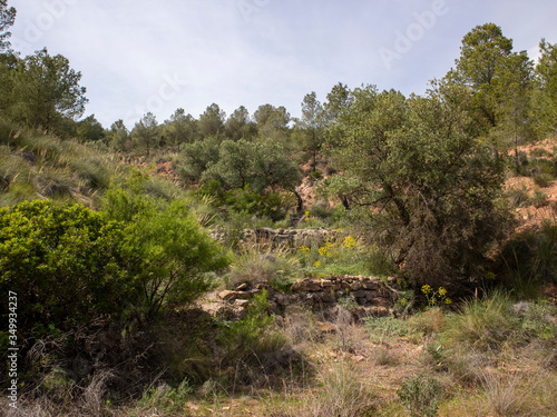 century-old olive trees in a mountainous landscape of the Alpujarra (Spain)