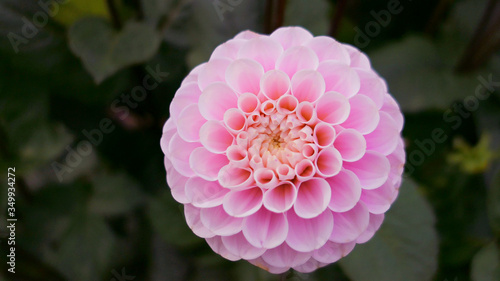 pink and white dahlia