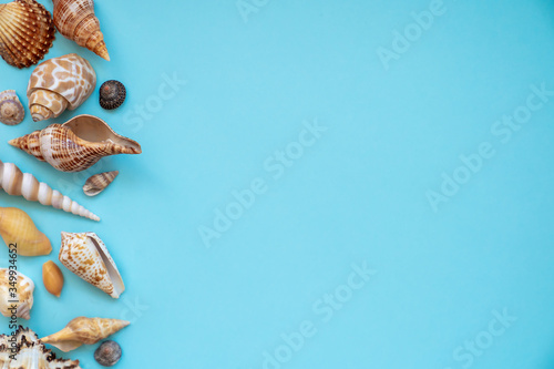 Different seashells on a blue background, summer concept