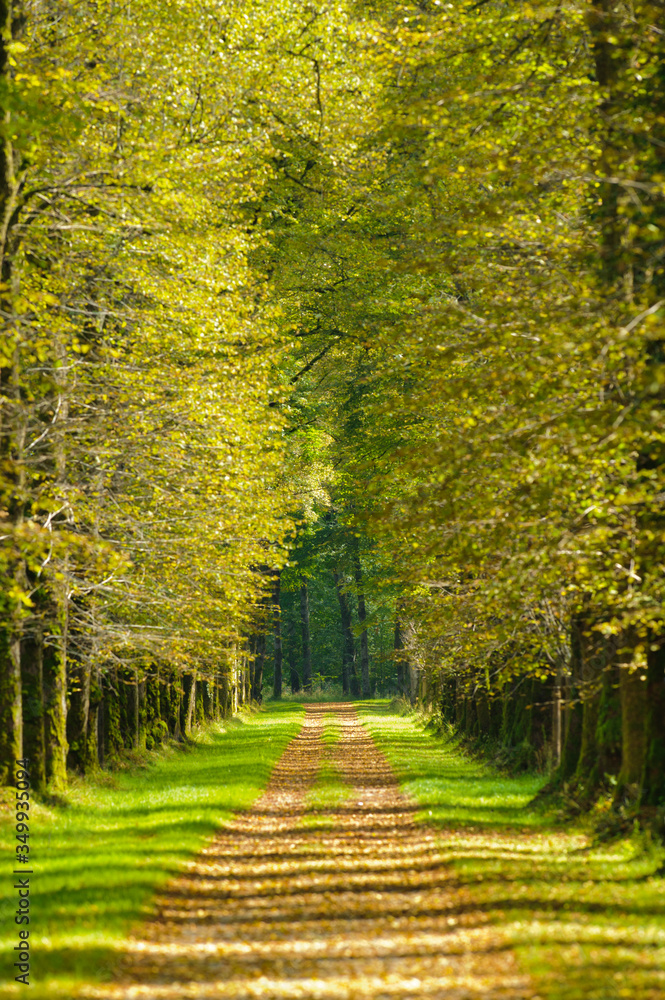 Fototapeta premium tree-lined avenue in park