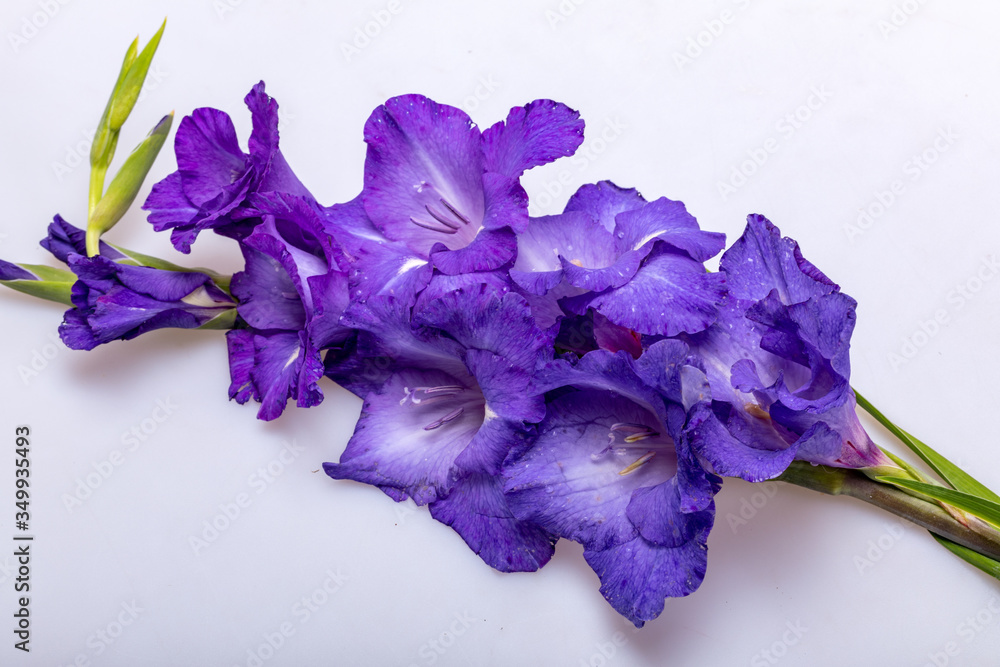 Close up of beauty violet gladiolus flower