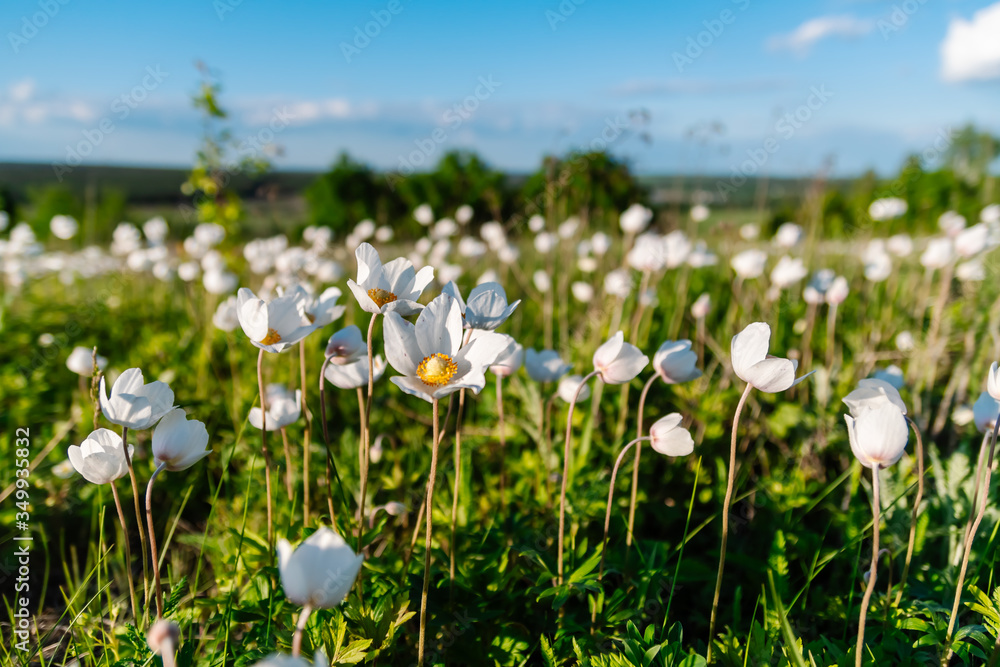 White anemone flower in a spring meadow of green grass under the rays of the bright sun on a blue sky with clouds