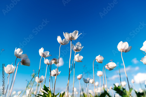 White anemone flower in a spring meadow of green grass under the rays of the bright sun on a blue sky with clouds
