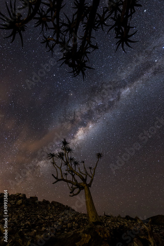 Fototapeta Naklejka Na Ścianę i Meble -  quiver tree under mikyway, nightscape , in the Karoo, south africa