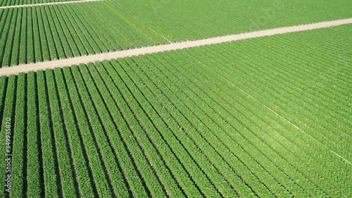 Aerial view of agricultural landscape of green crops planted in perfect rows on a farm indicative of a farmer growing crops in rural countryside.