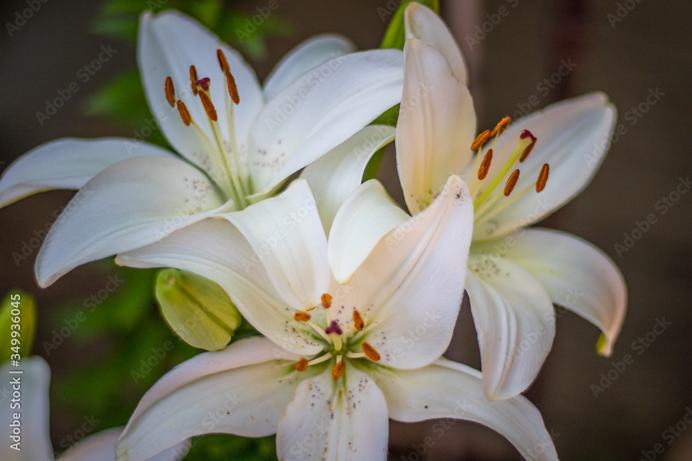 Fototapeta premium White Lily