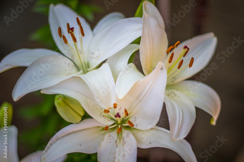 Fototapeta Naklejka Na Ścianę i Meble -  White Lily