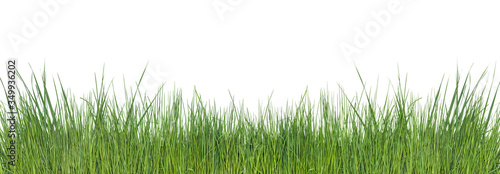 Frame of Green grass isolated on white background. Space for text