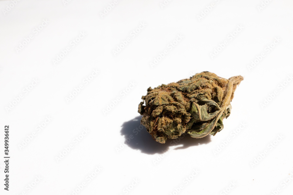 Cannabis flower cbd head. Herb called marijuana that is smoked as medical therapy. Plant to roll a joint. Cannabis flower cbd head. Herb called marijuana that is smoked as medical therapy. Plant to roll a joint.