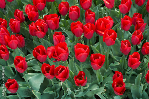 Red tulips